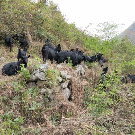 平塘县黑山羊 50-80斤 