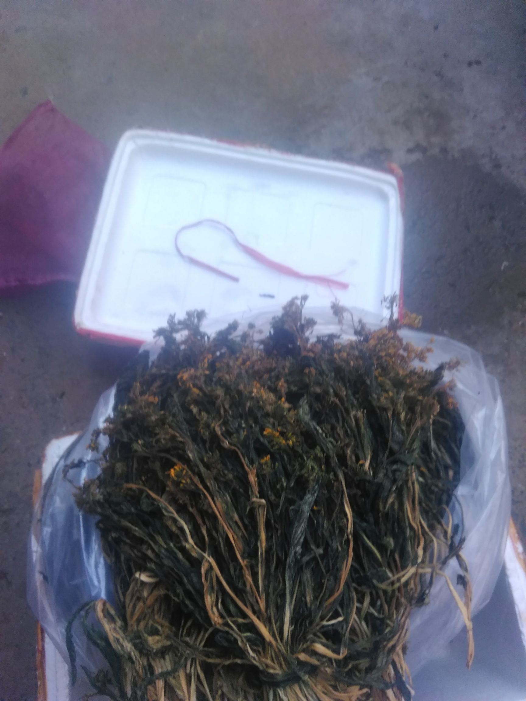白菜干 12-18个月 