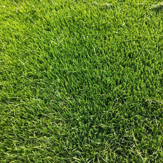 沭阳县冷季性草坪 