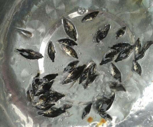 开远市桂鱼苗  盛安水产养殖