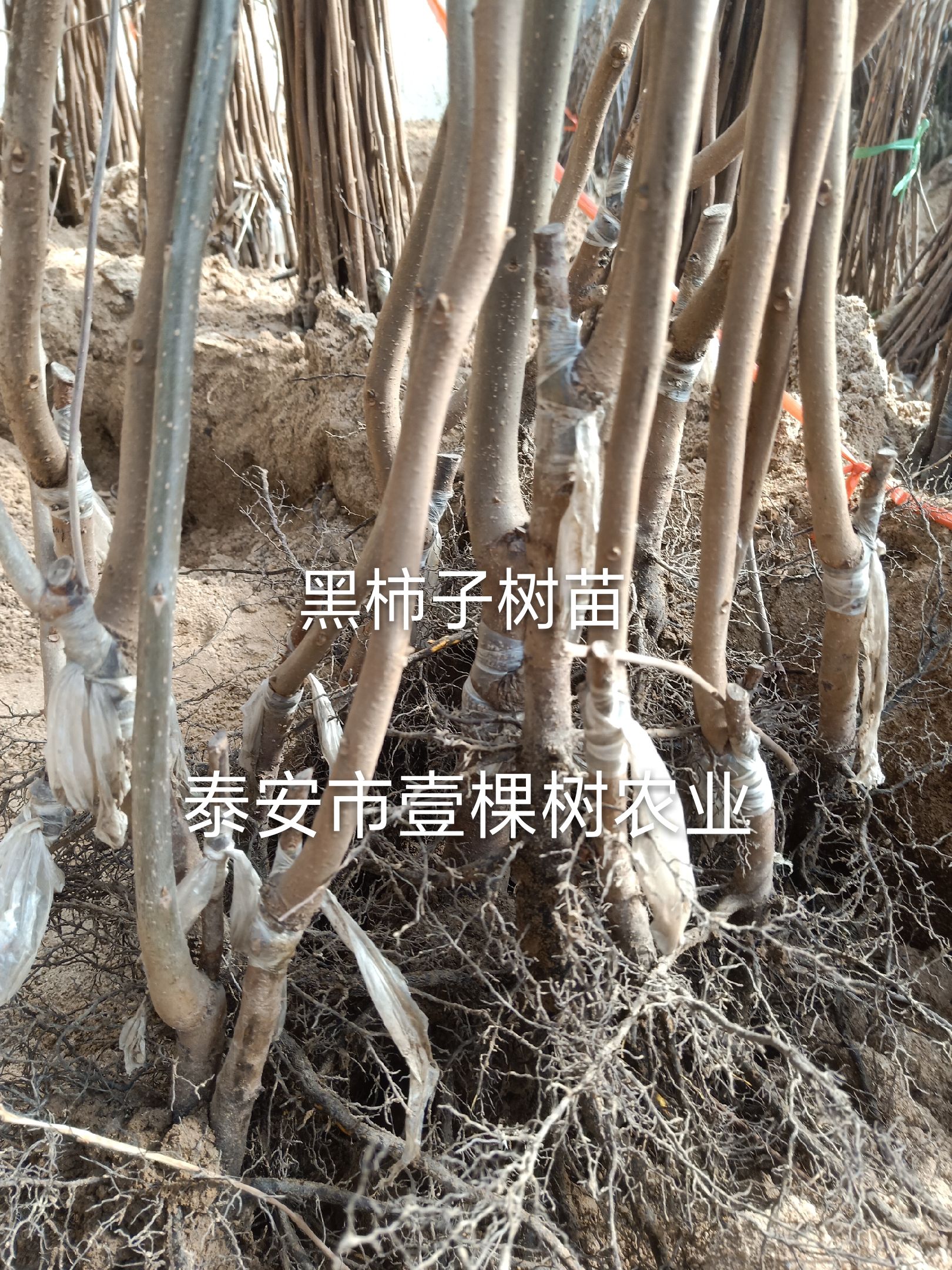 黑柿苗 