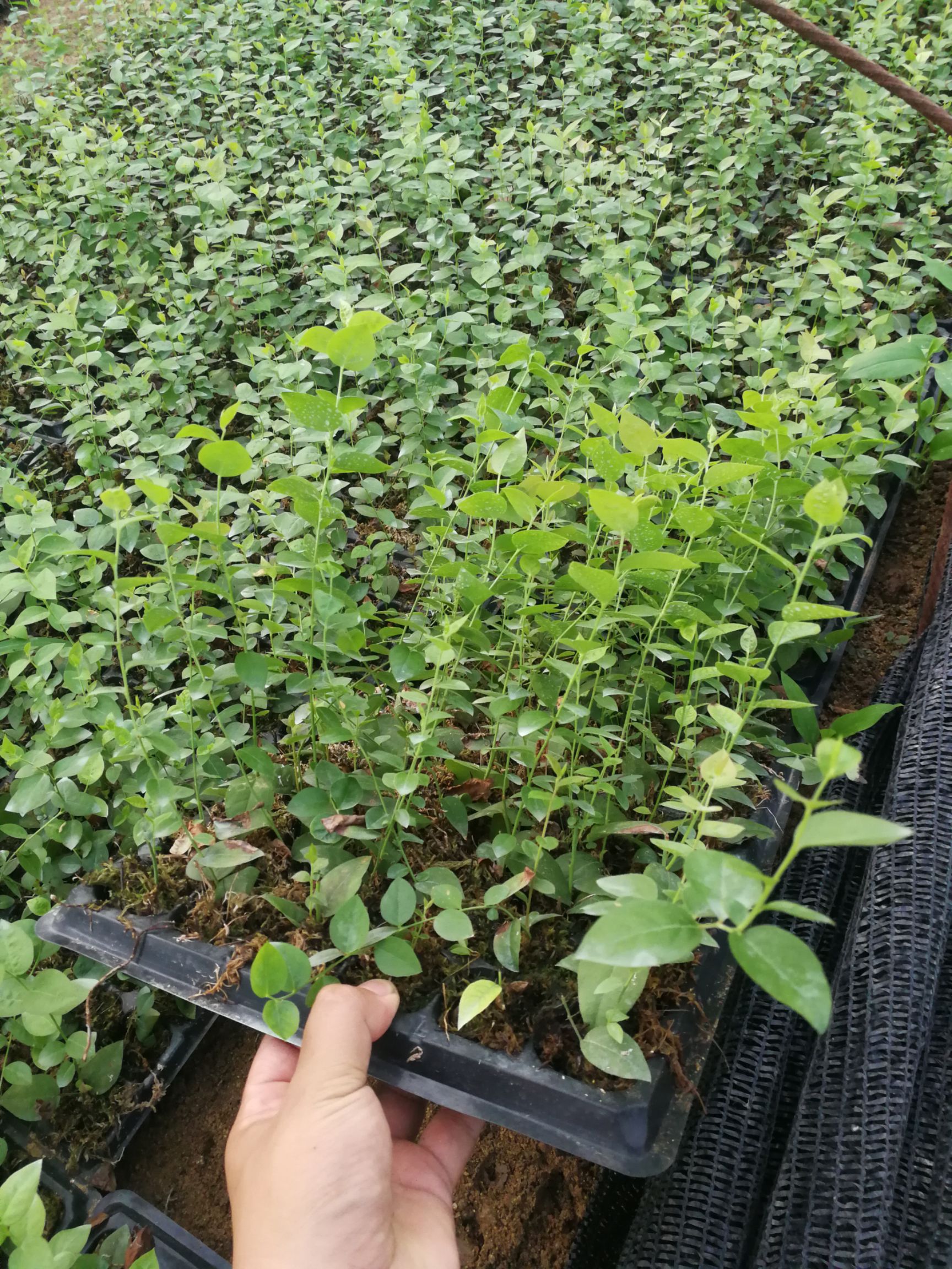 南高丛蓝莓苗 