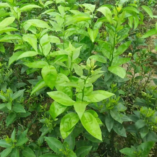 容县沃柑苗 嫁接苗 0.5~1米 
