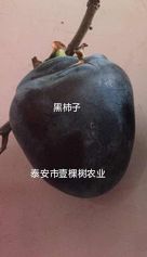 黑柿苗 