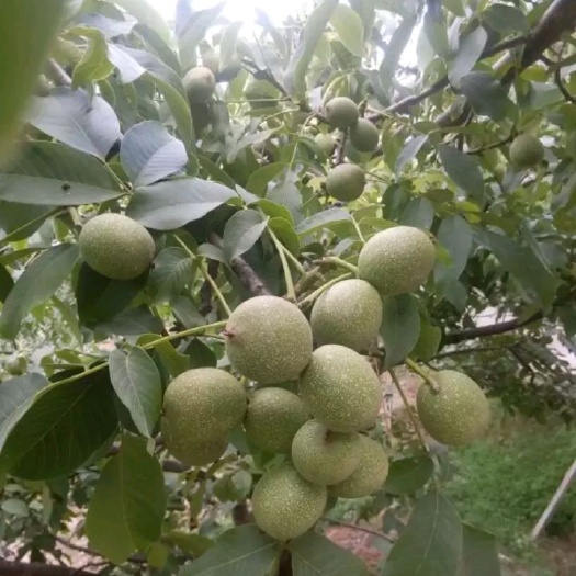 泰安薄皮核桃苗