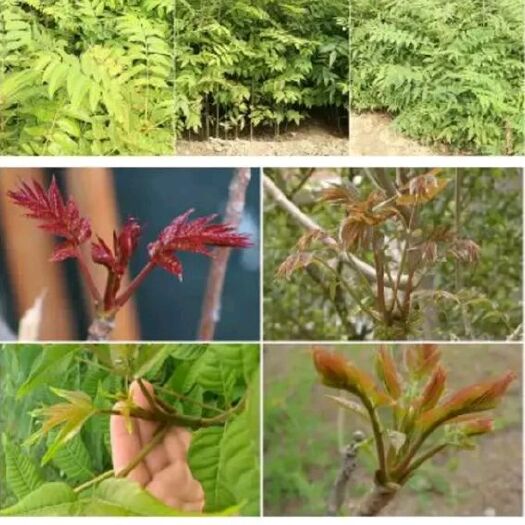 泰安红油香椿苗 2公分以下