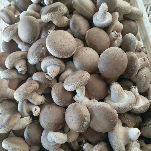 铜仁香菇135 鲜香菇 2.5cm以下 冬菇 