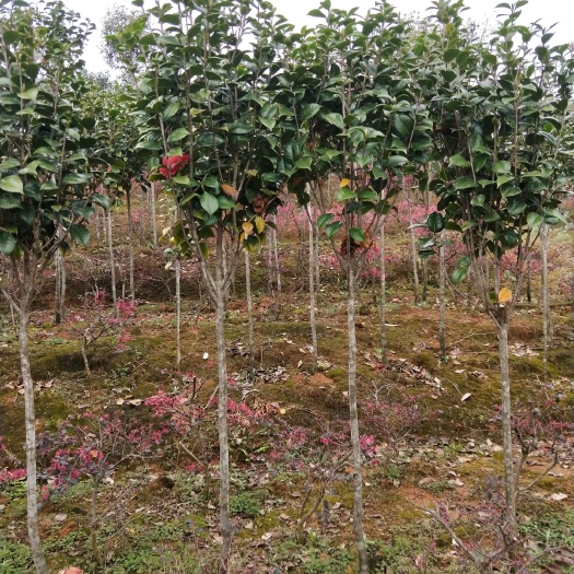 桂林茶花苗 