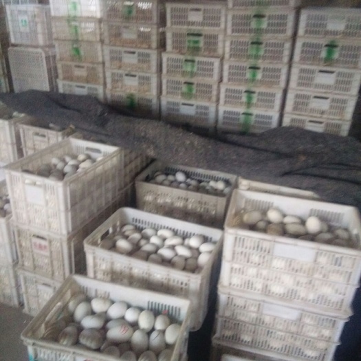 商河县鲜鹅蛋 食用 箱装 