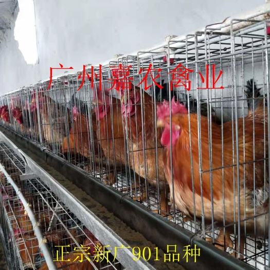 广州 广州嘉农禽业优质麻黄鸡苗