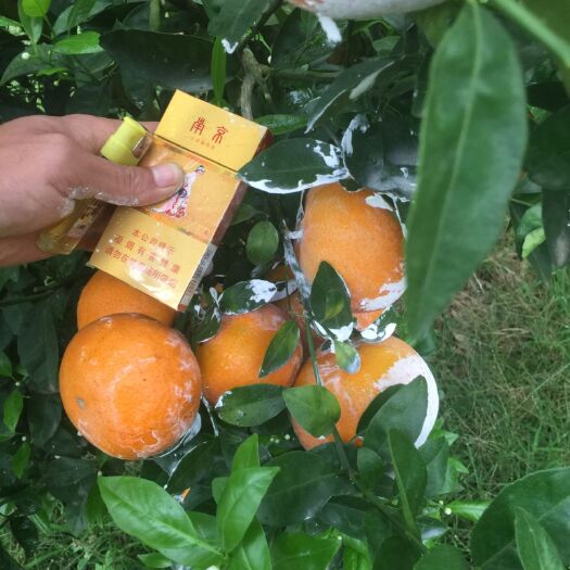 崇左茂谷柑 7.5 - 8cm 3两以上 