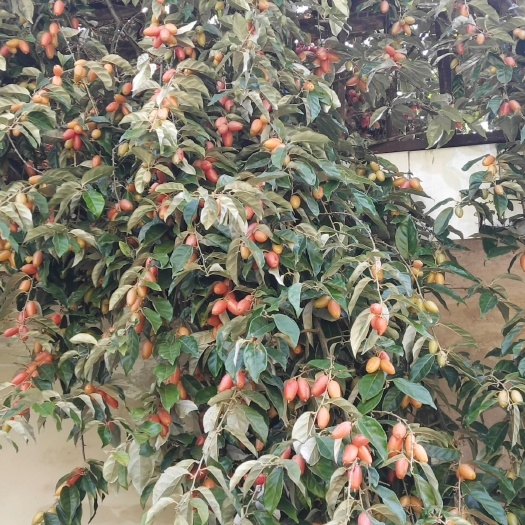 龙陵县羊奶果苗  羊奶果 南方北方 大果花卉观赏庭院绿化经济高产量