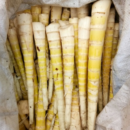 沐川縣水竹筍 鮮筍