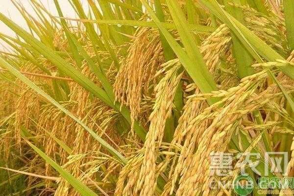 舒兰市碎米 一等品 晚稻 粳米 