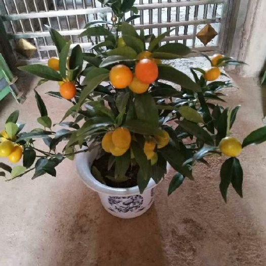 平邑县滑皮金桔苗 