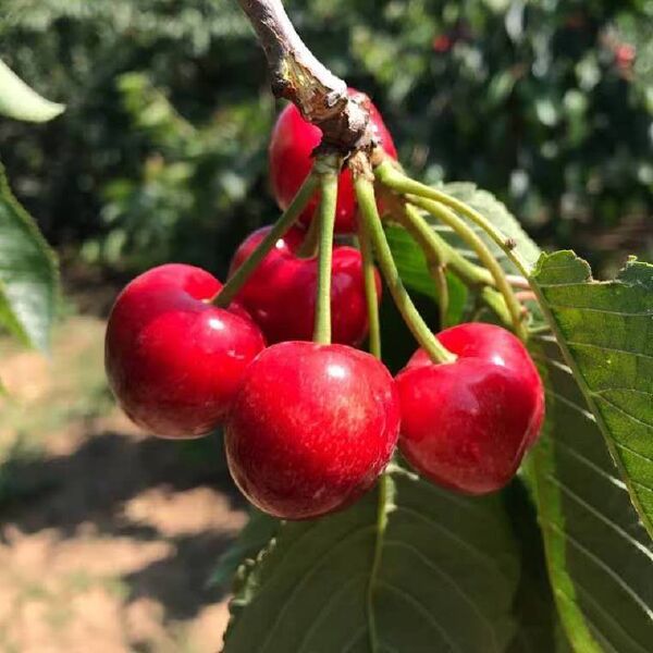 布鲁克斯樱桃树苗 