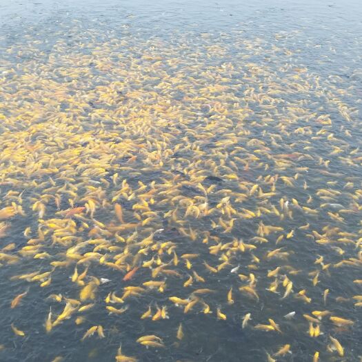 郯城县池塘草鱼 池塘锦鲤红草各种鱼种批发