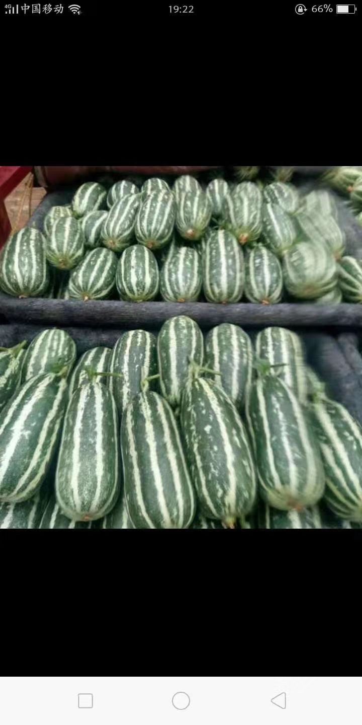 博洋9号甜瓜 0.5斤以上 
