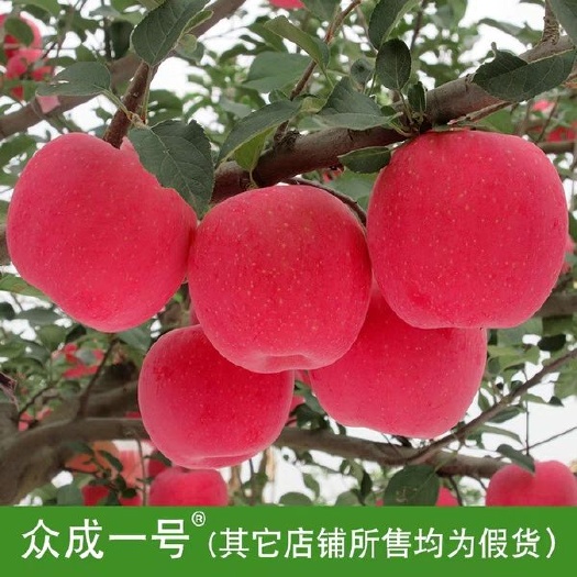平邑县红色之爱苹果苗 1~1.5米 