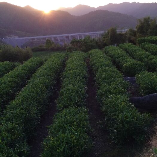吉首市黄金茶 特级 盒装  保靖黄金茶
