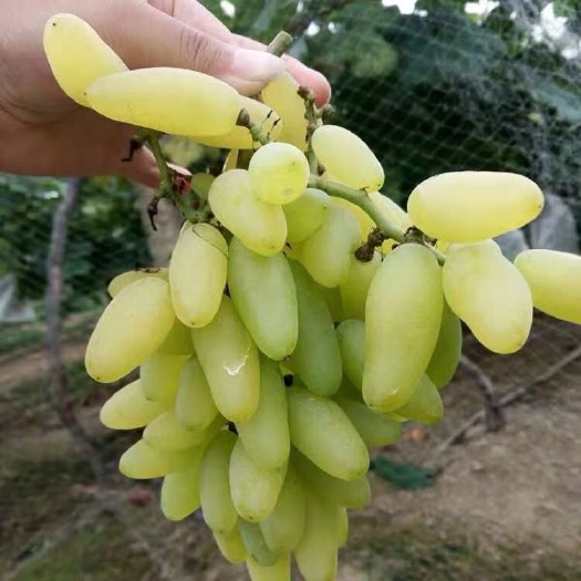 平邑县金手指葡萄苗 