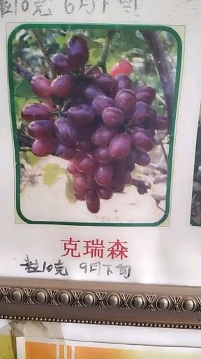 平度市克伦生无核苗