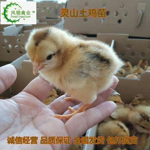 东兴市土鸡苗 