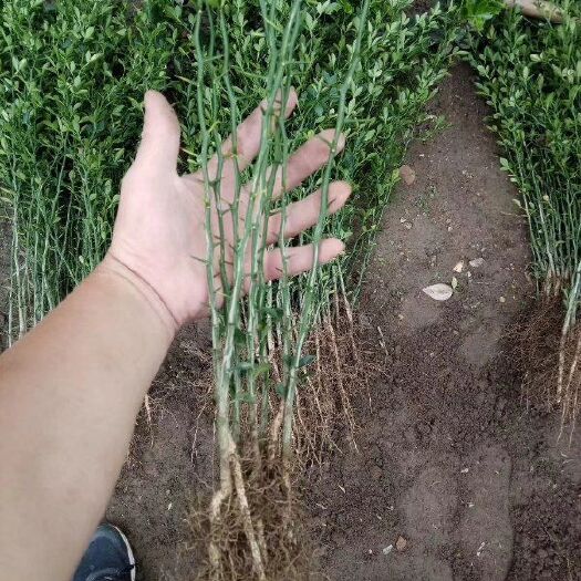 泰安种植枳壳苗 