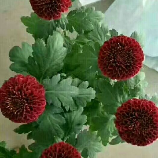 平邑县彩菊花苗 
