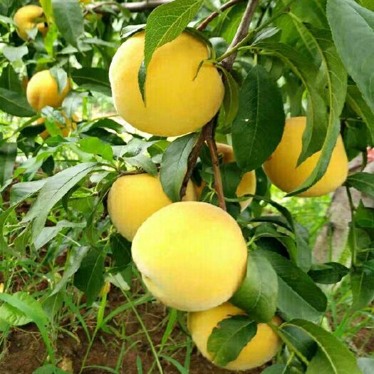 平邑县嫁接桃树苗  1~1.5米 八年桃树