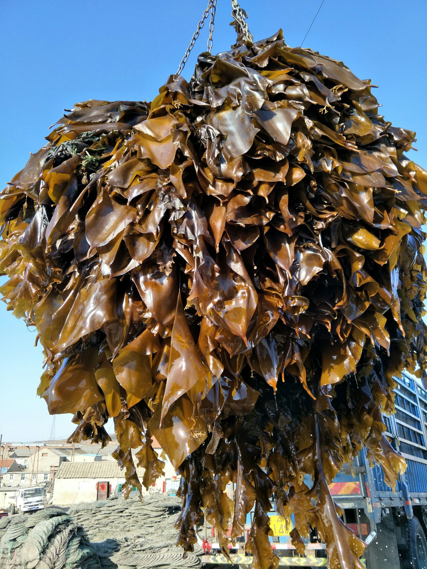 鲜海带  大连海带