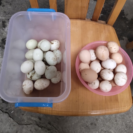 河池土鸡蛋 食用 箱装 