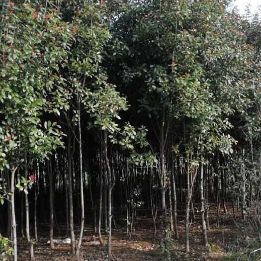 太湖县红叶石楠