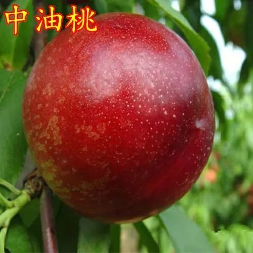 肥城市中油21号油桃苗 0.5~1米 