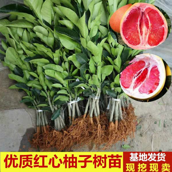 平邑县红心柚苗  【二年嫁接】【包邮】