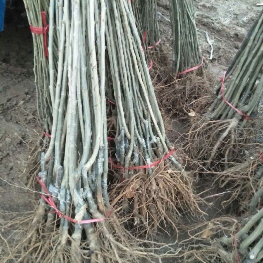 费县油栗苗 基地直供品种纯正价格低，质量好，嫁接成品苗，实生苗，品种齐全