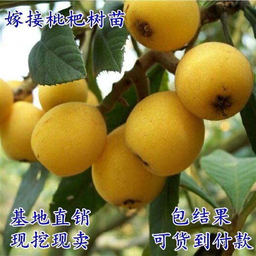 平邑县大五星 