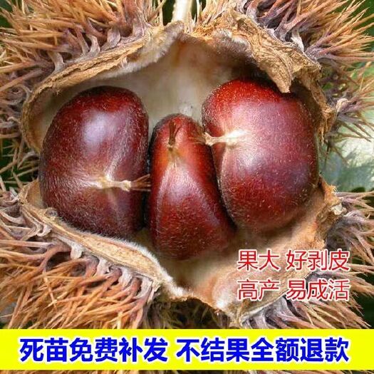 平邑县大红袍板栗苗 嫁接苗 1~1.5米 