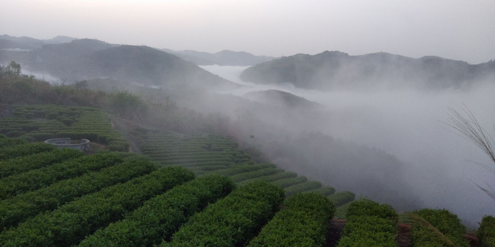 黄金茶 特级 盒装  保靖黄金茶