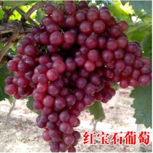 平邑县红宝石无核苗 