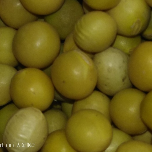 五大连池 大豆高蛋白