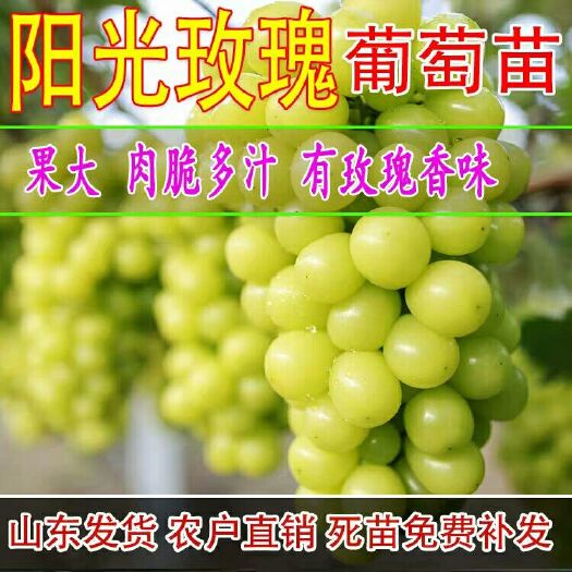 平邑县阳光玫瑰葡萄苗 