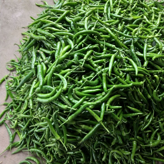 钦州杭椒 混装通货 中辣 靑色 