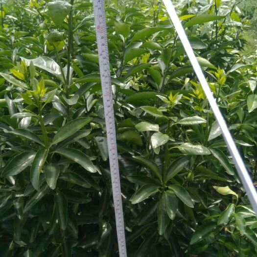 江永县091无核沃柑苗 精品091沃柑