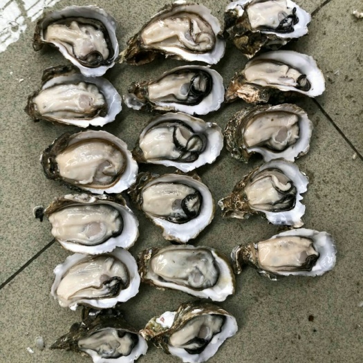 广州阳江生蚝 湛江生蚝 一手货源