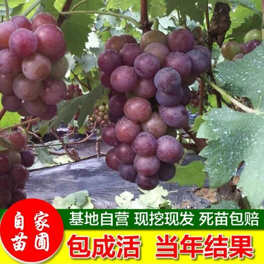 平邑县巨峰葡萄苗 