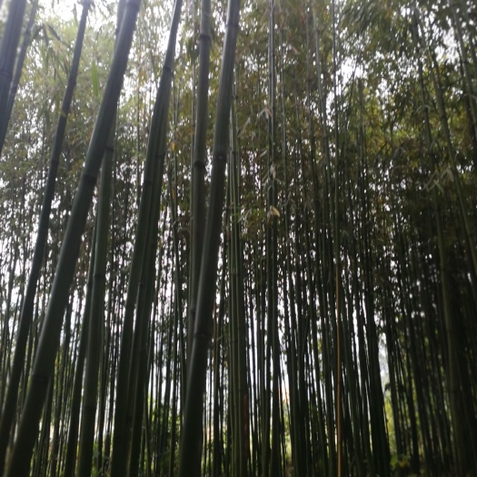 桂林苦竹 