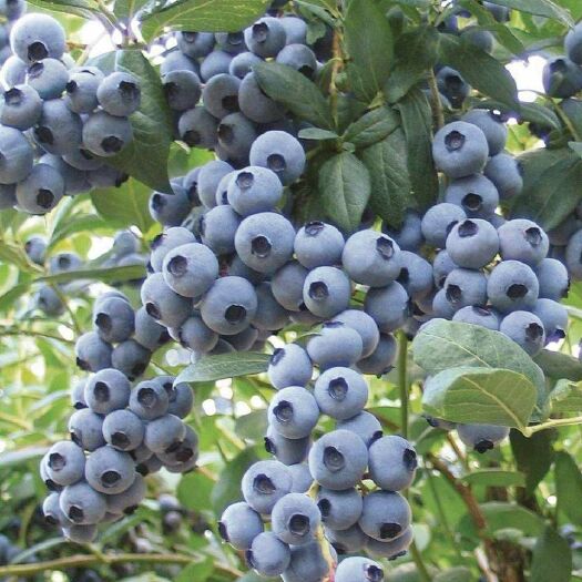泰安夏普蓝蓝莓苗  南方种植蓝莓苗 当年栽种结果蓝莓苗