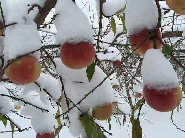 嫁接桃树苗 嫁接苗，品种有春雪，春丽，未来一号，中油系列，映霜红，秋彤等