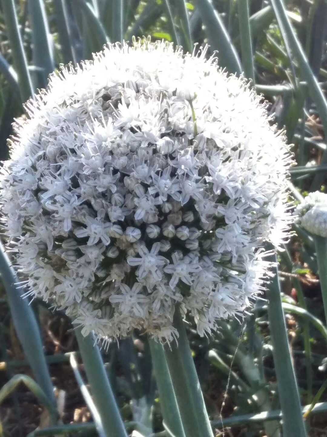 云南建水县自育红皮洋葱种子